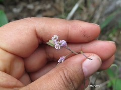 Romanschulzia orizabae