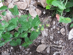 Scutellaria pseudocoerulea