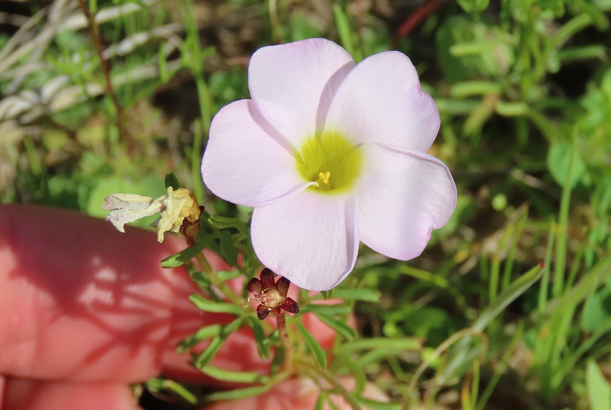 Oxalis recticaulis Sond.