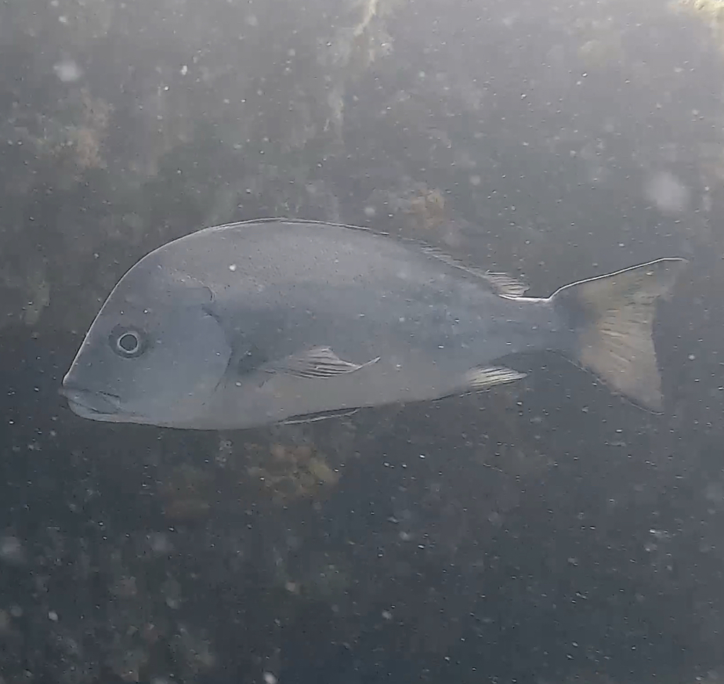 Photo of Rubberlip grunt (Plectorhinchus mediterraneus)
