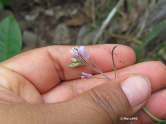 Romanschulzia orizabae