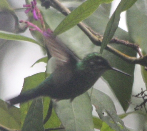 Aglaiocercus kingii