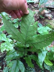 Tectaria heracleifolia