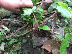 Tectaria heracleifolia