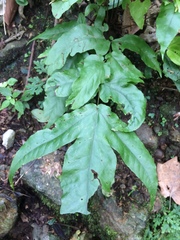 Tectaria heracleifolia