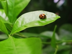 Coelophora inaequalis