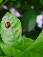 Coelophora inaequalis