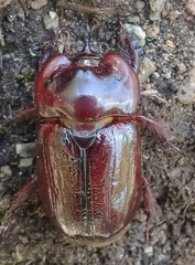 Heterogomphus bourcieri