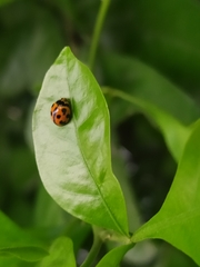 Coelophora inaequalis