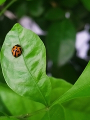 Coelophora inaequalis