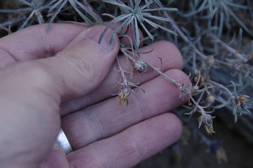 Image of Townsendia fendleri by (c) Eric Knight, some rights reserved (CC BY)