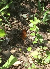 Polygonia g-argenteum