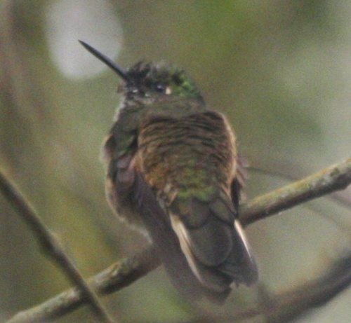 Boissonneaua flavescens