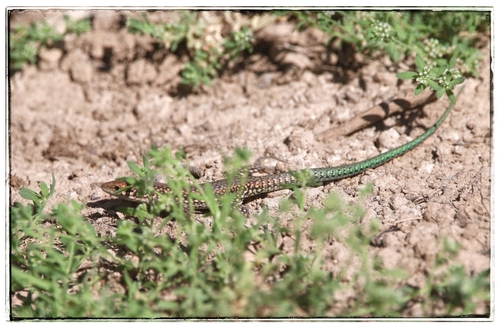 Andalusian wall lizard