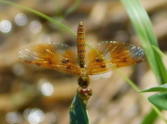 Perithemis intensa