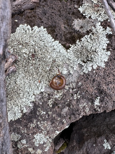 Mogollon Woodlandsnail