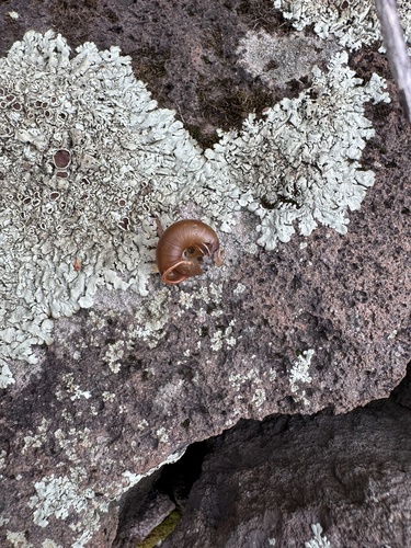 Mogollon Woodlandsnail