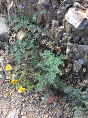 Argyrochosma formosa