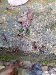 Macrotermes carbonarius