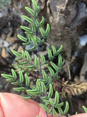 Argyrochosma formosa