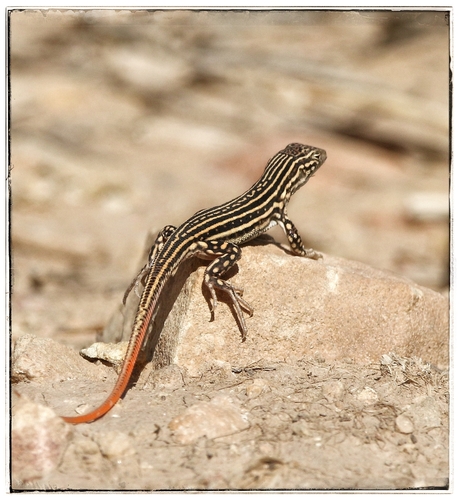 Spiny-footed Lizard