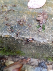 Macrotermes carbonarius