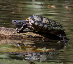 Trachemys scripta elegans