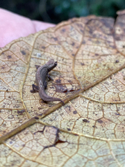 Brookesia tuberculata