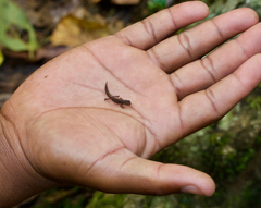 Brookesia tuberculata