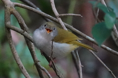 Erpornis zantholeuca