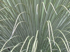 Dasylirion longistylum