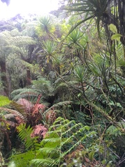 Dicksonia squarrosa