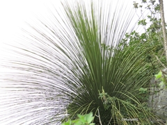 Dasylirion longistylum