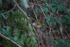 Erpornis zantholeuca