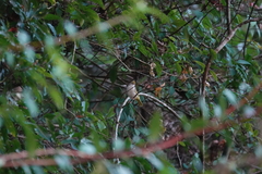 Erpornis zantholeuca