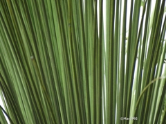 Dasylirion longistylum