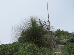 Dasylirion longistylum