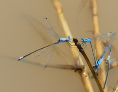 Lestes sigma