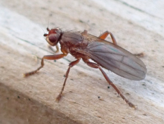 Sphaeroceroidea