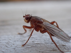 Sphaeroceroidea