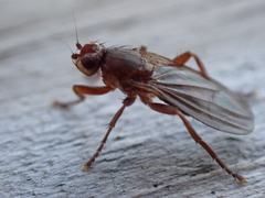 Sphaeroceroidea
