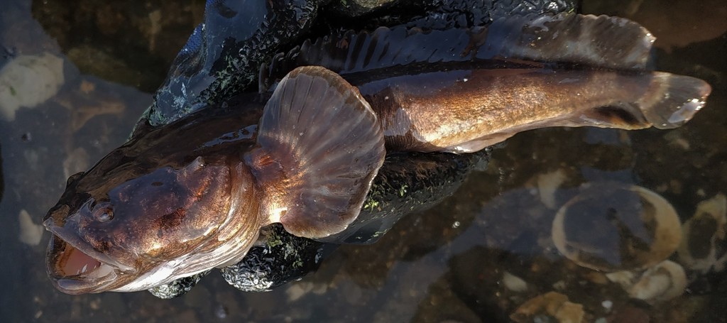 Banded toadfish (Aphos porosus) — Batrachoididae