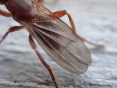 Sphaeroceroidea