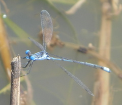 Lestes sigma