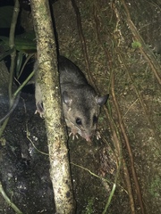 Ototylomys phyllotis