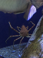 Macrocheira kaempferi