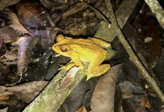 Incilius leucomyos