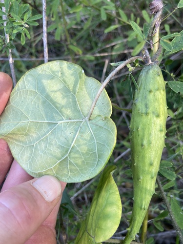 Carolina climbing-milkweed (Matelea carolinensis)