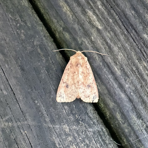 Yellow Three-Spot photo 5