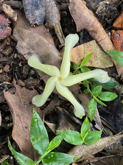 Tabernaemontana coffeoides